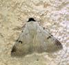 Lygephila viciae